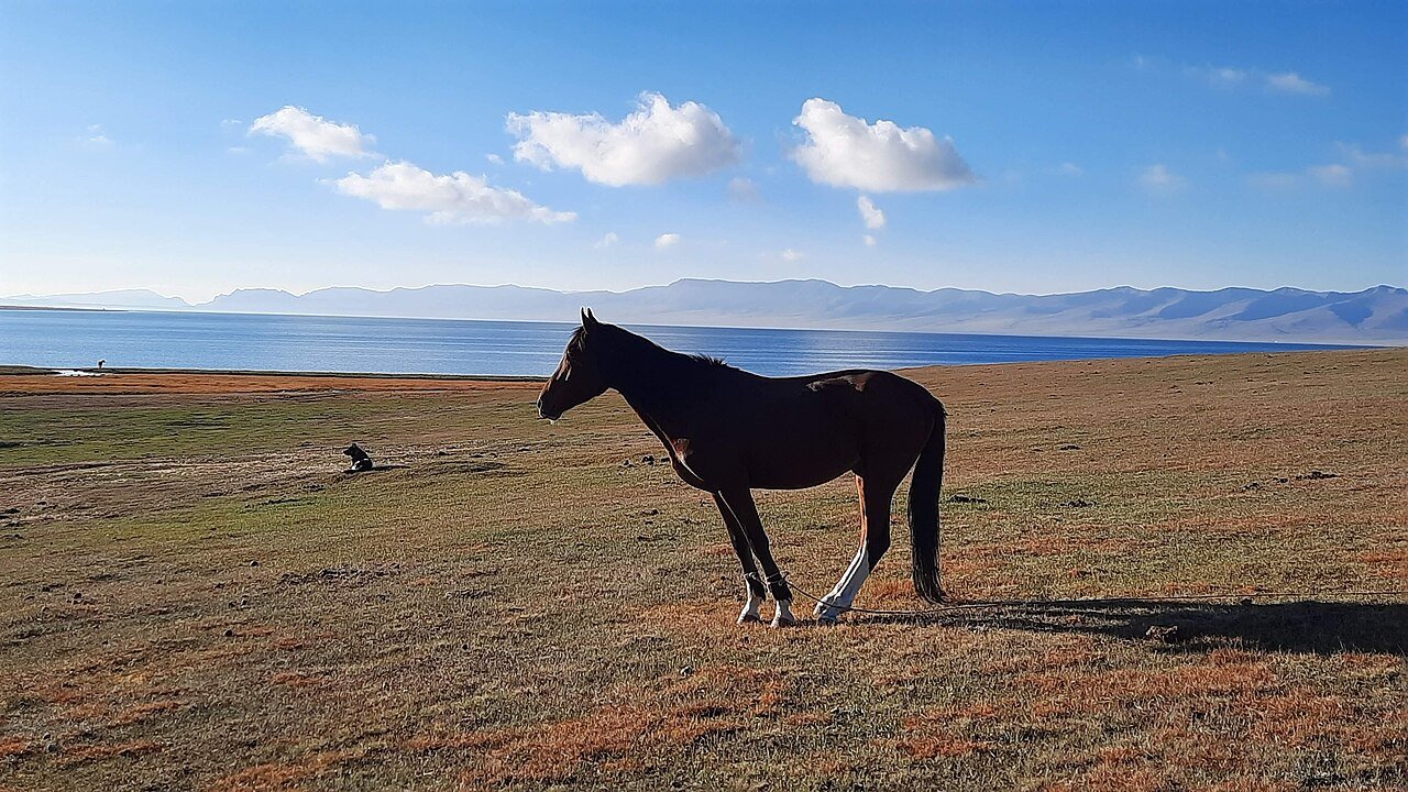 A horse standing on the grassy shore of Song Kul lake with mountains across the water